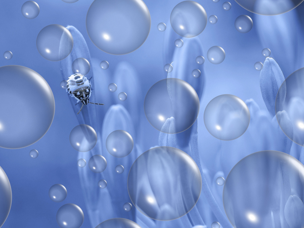 In the blue forest... von Thierry Dufour