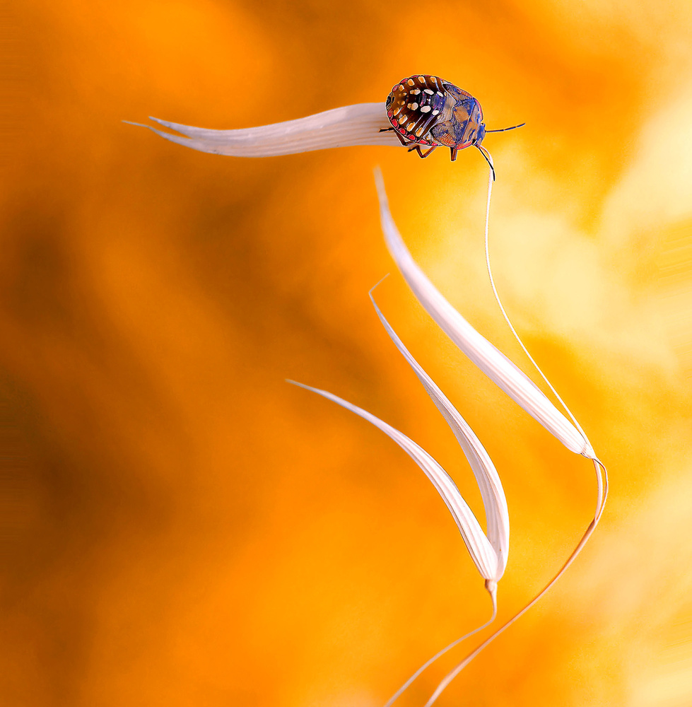 In the foehn... von Thierry Dufour