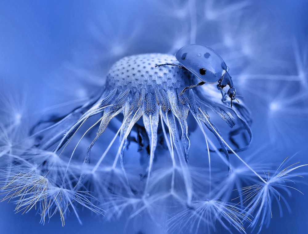 In the stars... von Thierry Dufour