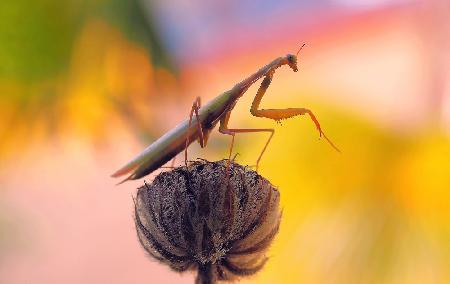 In the hell of global warming...