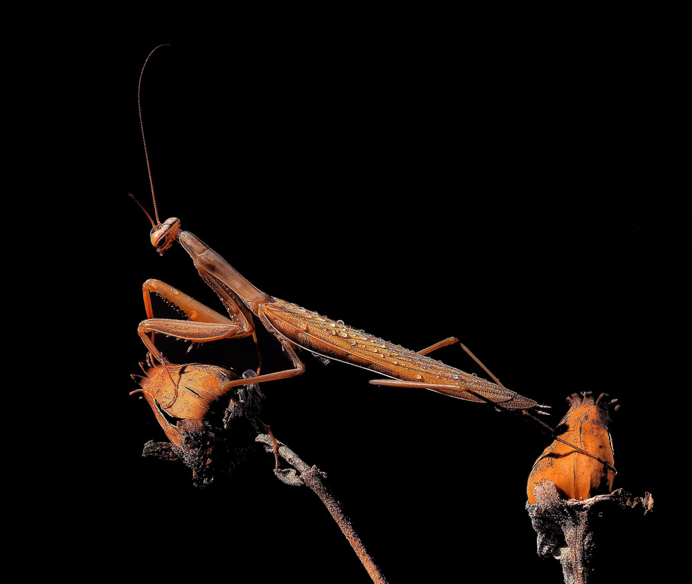 In the night... von Thierry Dufour