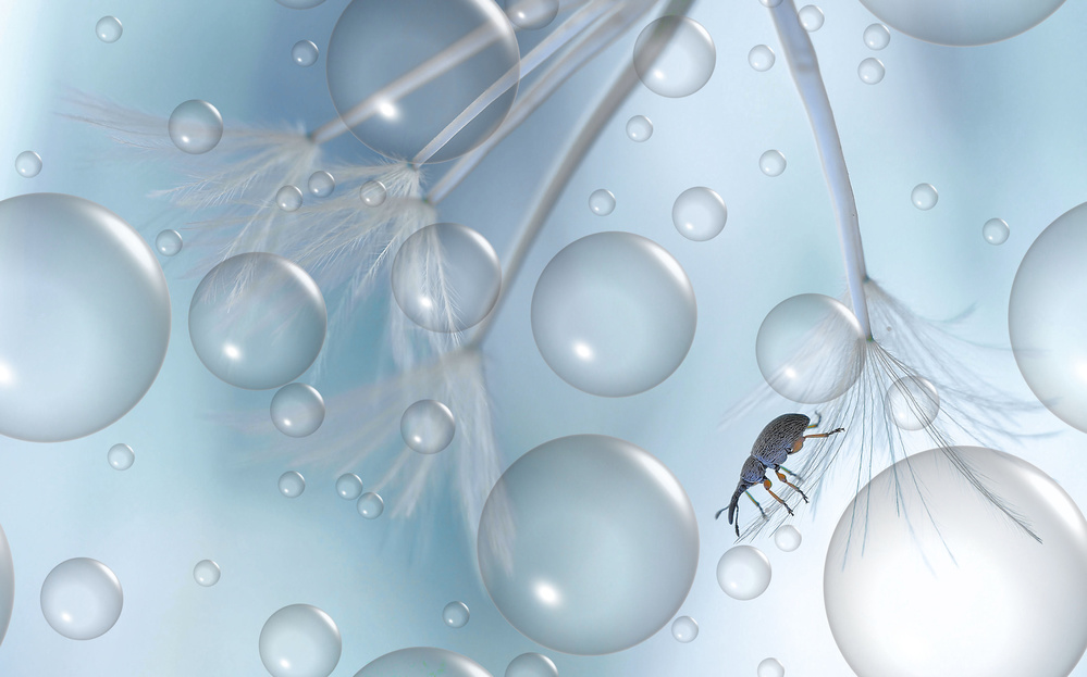 In a world of bubbles... von Thierry Dufour