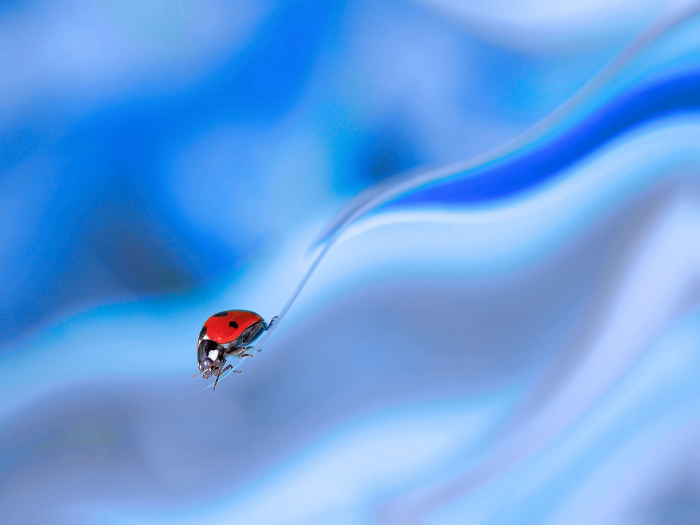 In unstable balance... von Thierry Dufour