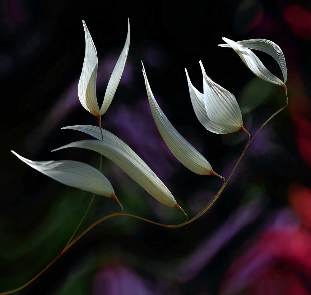 Pastoral symphony... von Thierry Dufour