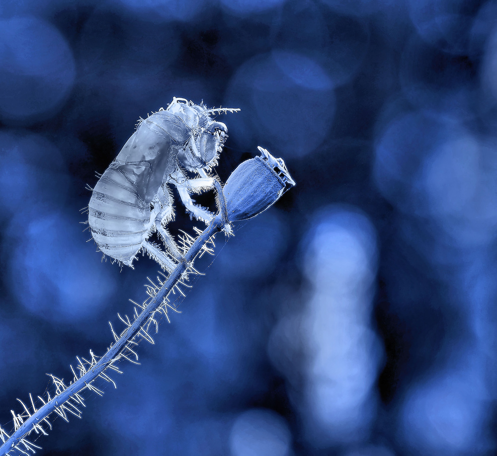 Phantasmagorical... von Thierry Dufour