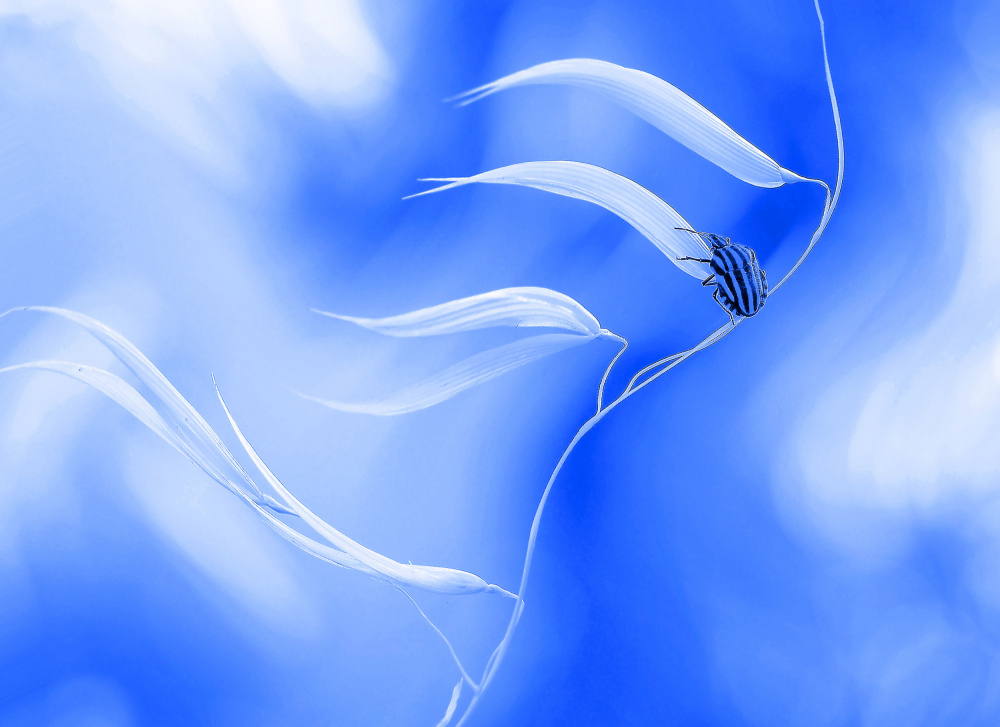 Travel in the sky... von Thierry Dufour