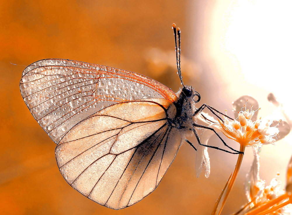 Butterfly in autumn colors... von Thierry Dufour