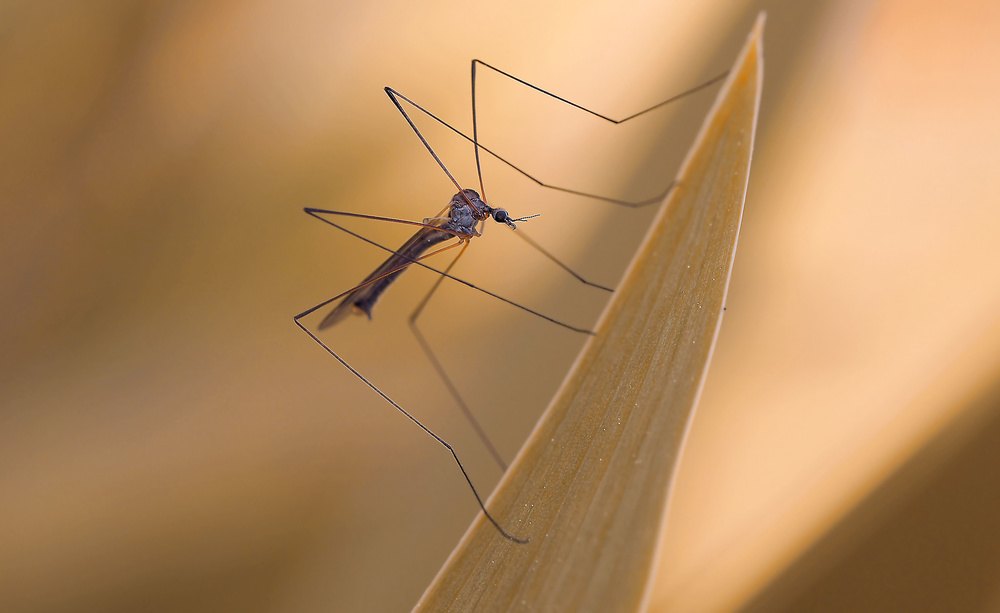 Difficult synchronization of the legs... von Thierry Dufour