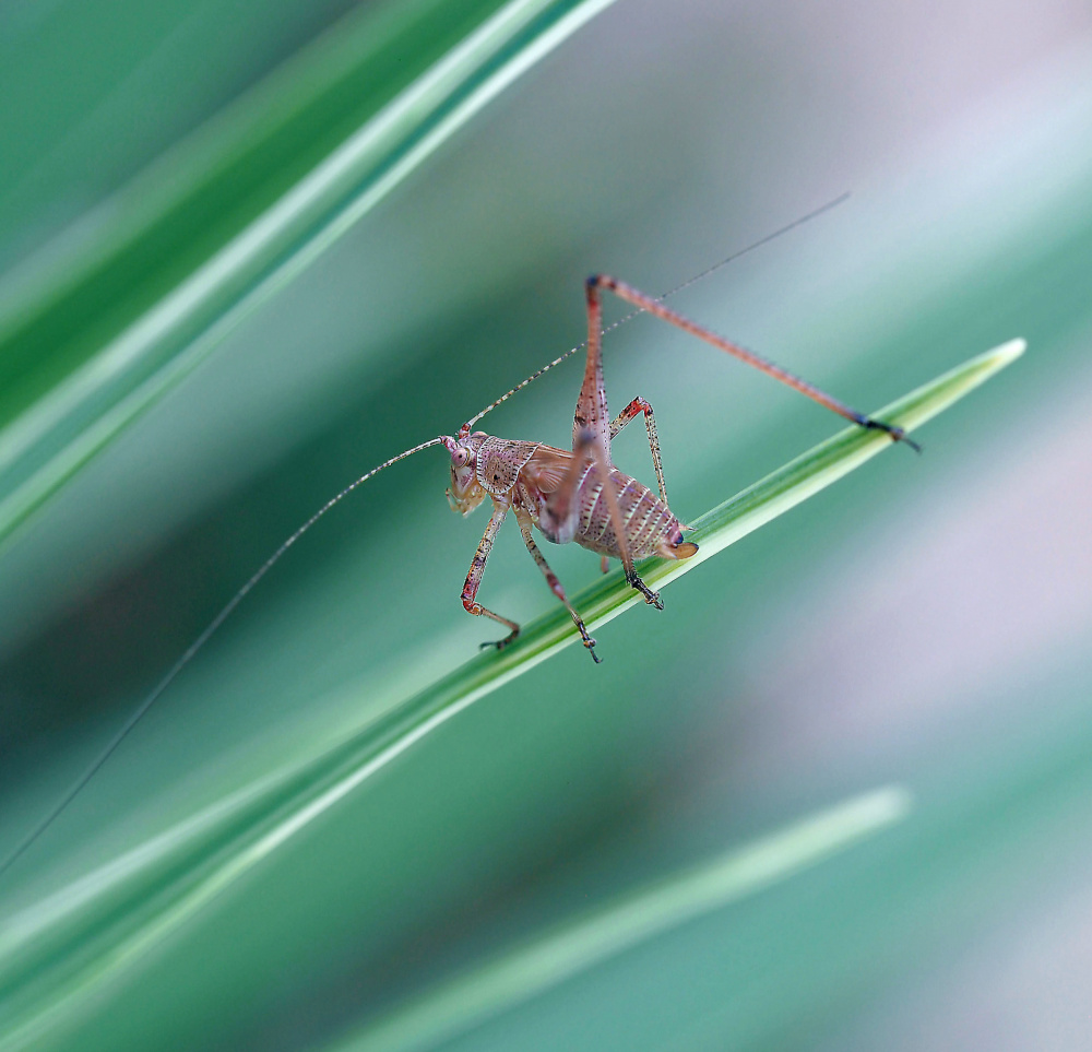Tightrope walker... von Thierry Dufour