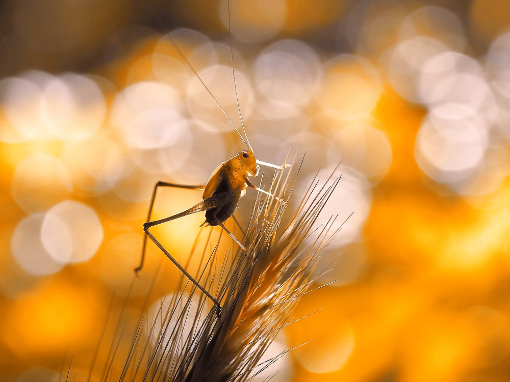 Solar heating... von Thierry Dufour