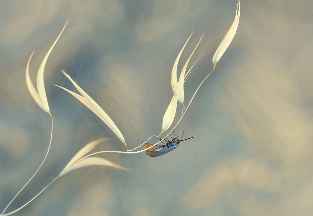 Symphony unfinished... von Thierry Dufour