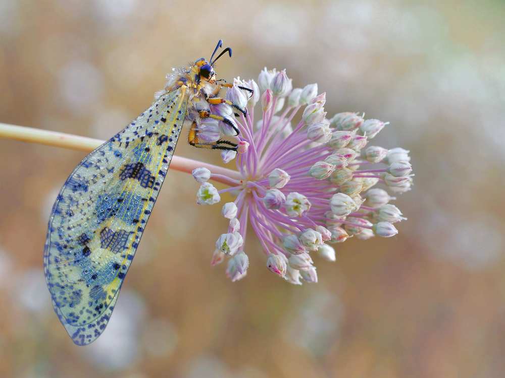 The color is stronger than the words... von Thierry Dufour