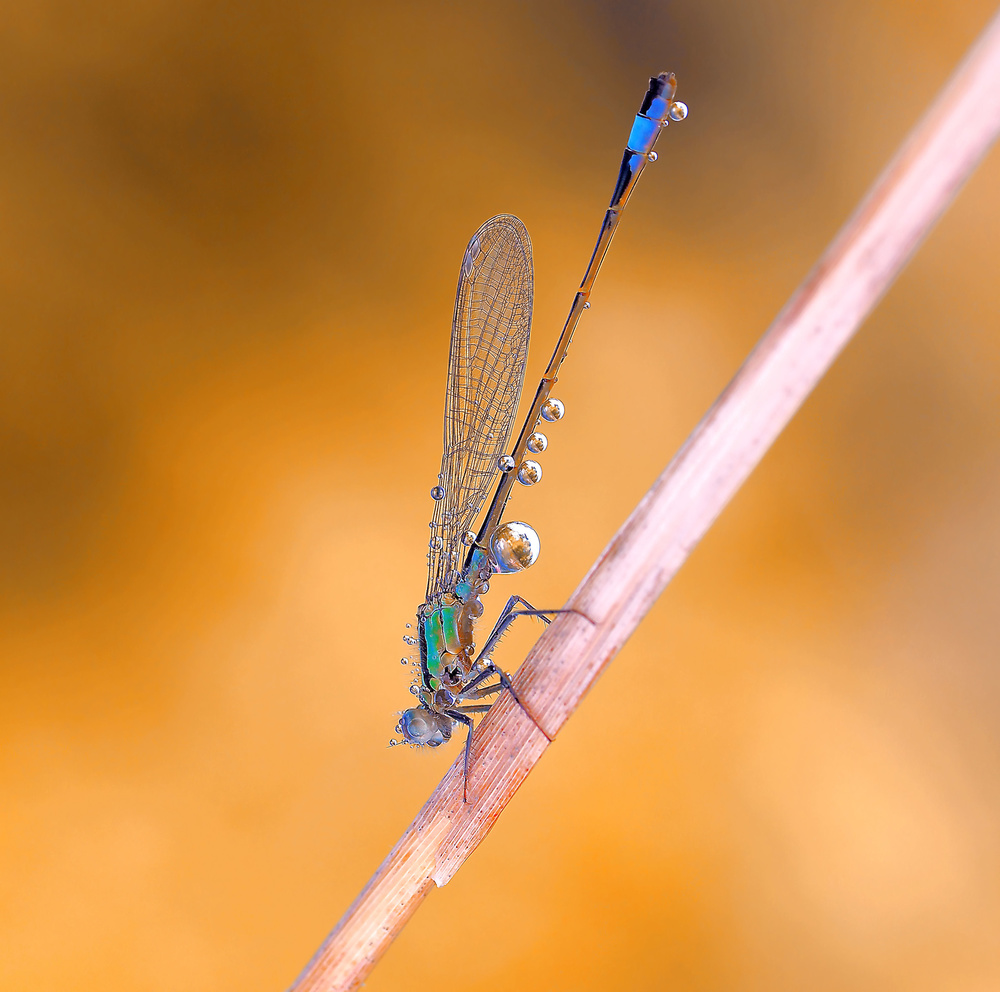 Transporter of reflections... von Thierry Dufour