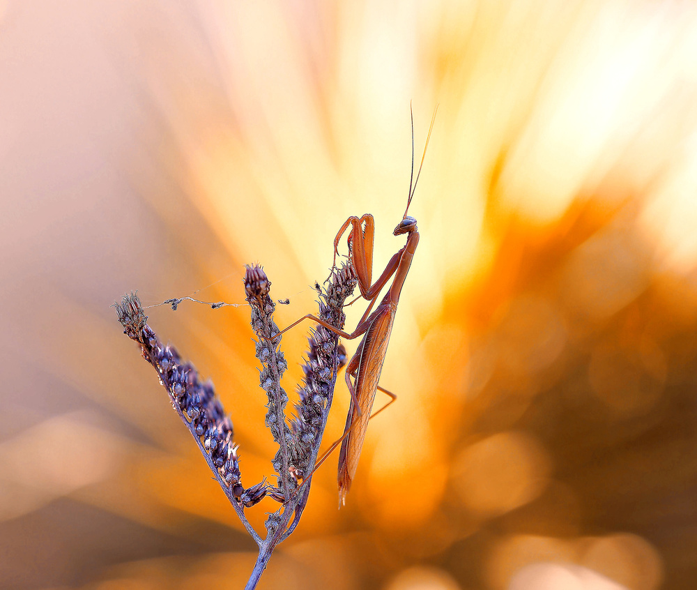 Supernatural appearance... von Thierry Dufour