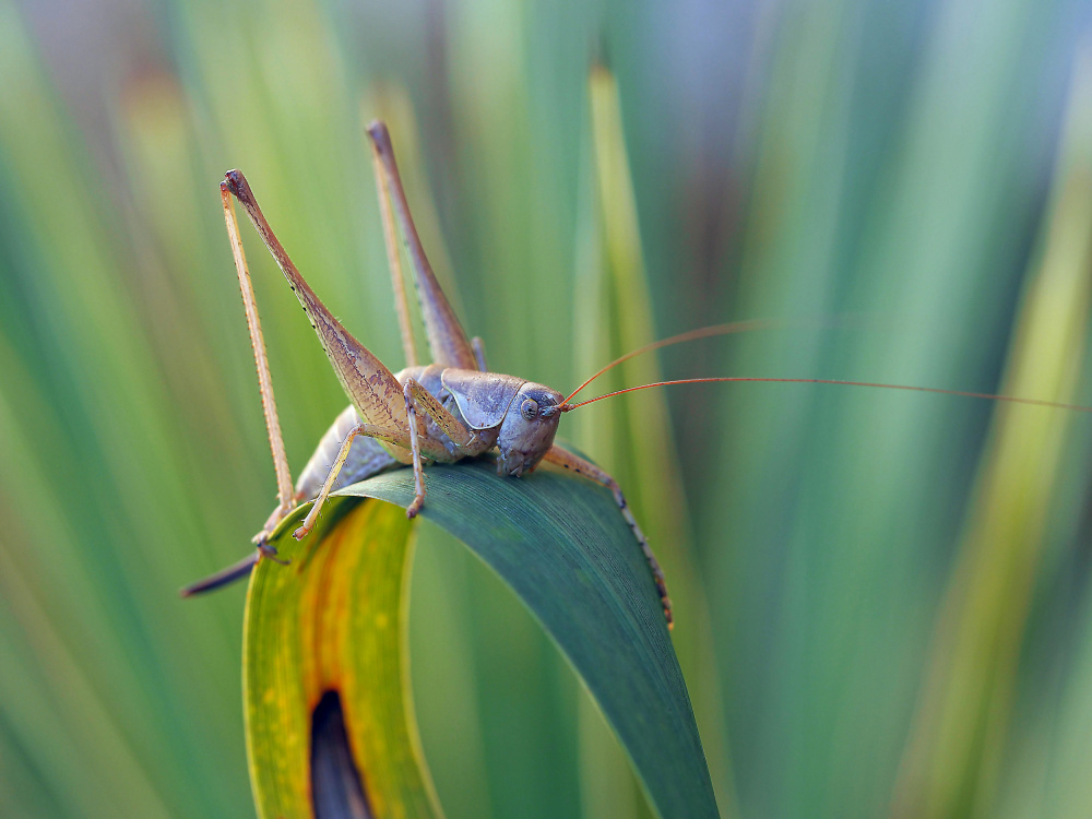 Impregnable fortress... von Thierry Dufour