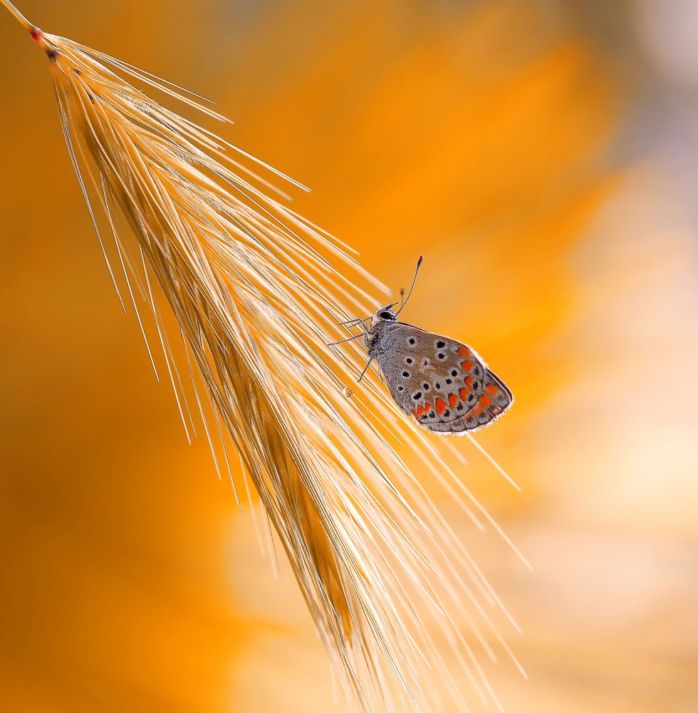 Under the sunlights of the tropics... von Thierry Dufour