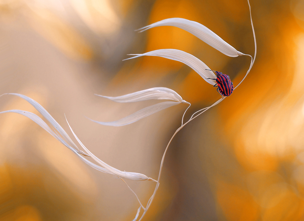 West wind... von Thierry Dufour