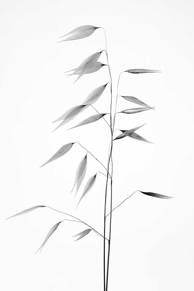 Schärfe der Natur von Thierry Lagandré (Transgressed)