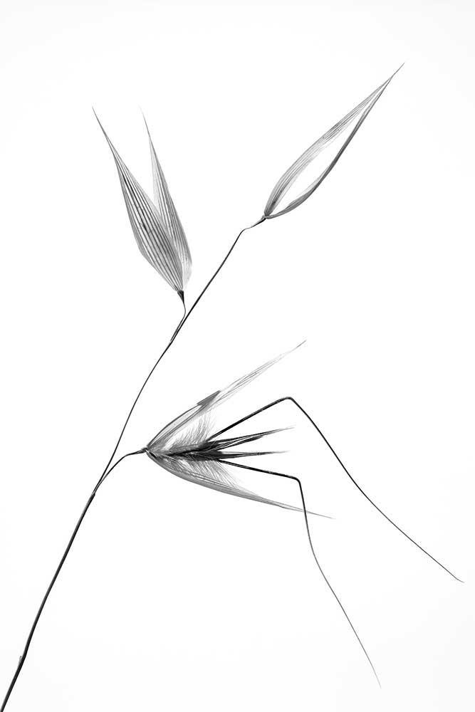 Schönheit eines Unkrauts von Thierry Lagandré (Transgressed)