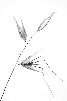 Schönheit eines Unkrauts