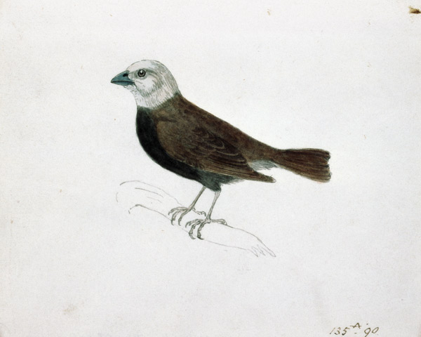 Malacca Crossbeak von Thomas Bewick