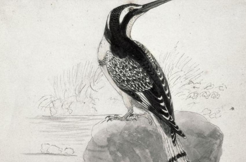 Thomas Bewick