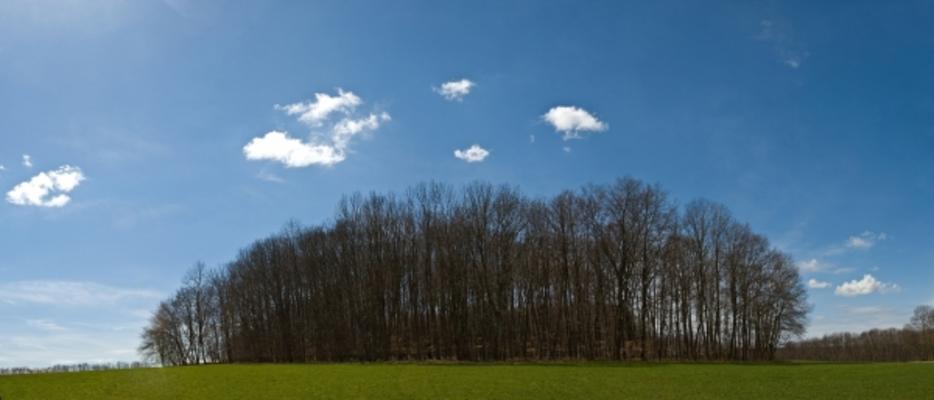 das Wäldchen von Thomas Brenner