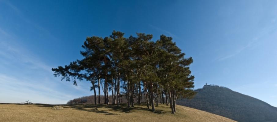 Schattenspender von Thomas Brenner