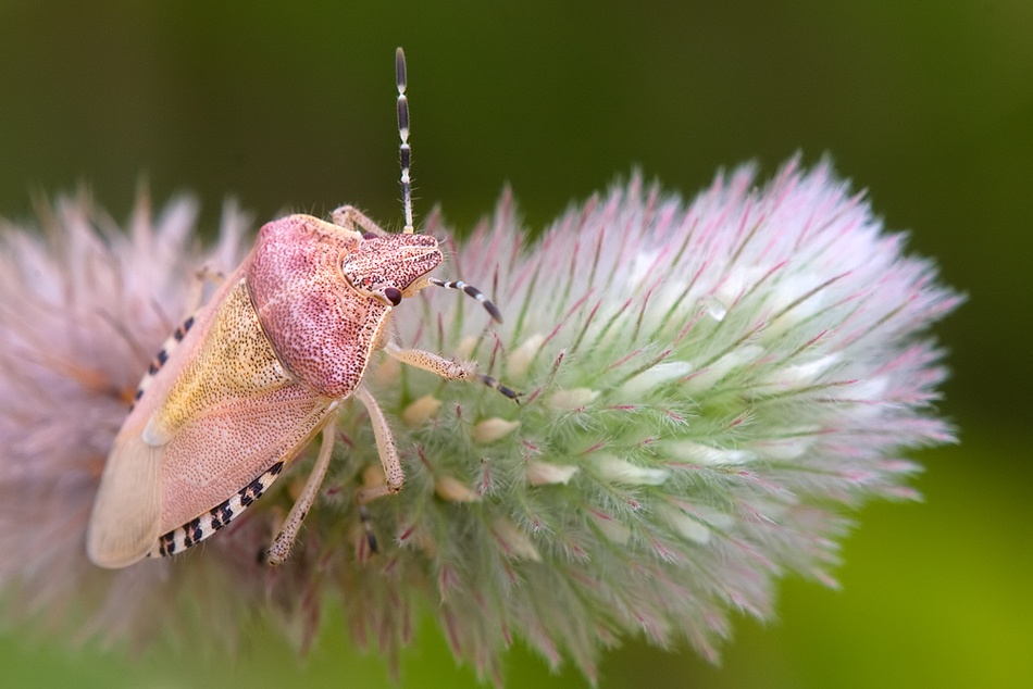 Dolycoris baccarum von Thomas Dam