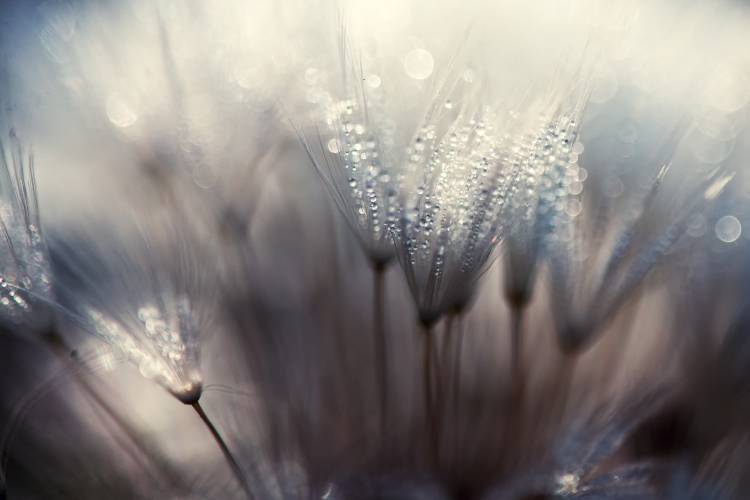 The forest von Thomas Dam