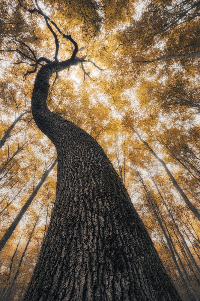 The Guardian von Thomas de Franzoni