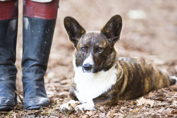 Herr und Hund von Thomas Ix