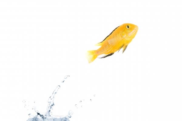 Freiheit von Thomas Lammeyer