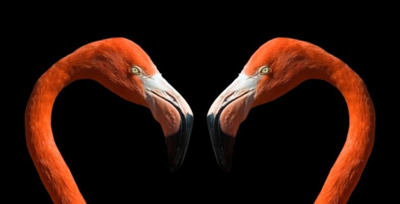 Romantische Flamingos von Thomas Lammeyer