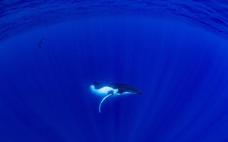 Baby Humpback Whale &amp; Free Diver