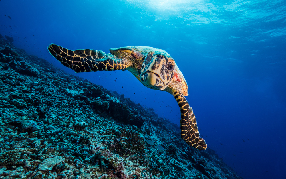 Turtle von Thomas Marti