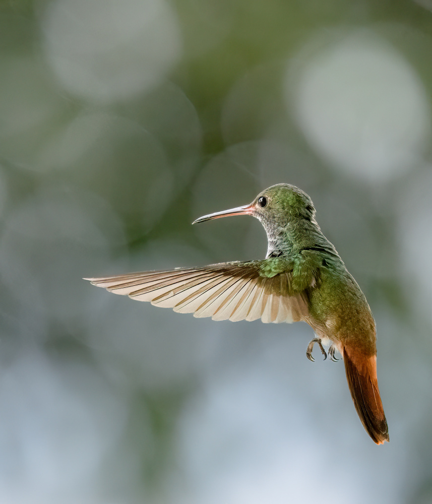 Rufous-tailed Hummningbird von Thomas Parsons
