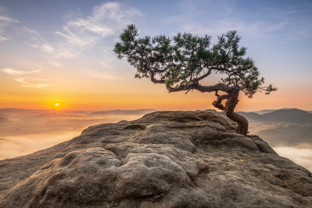 Old pine von Thomas Siegel