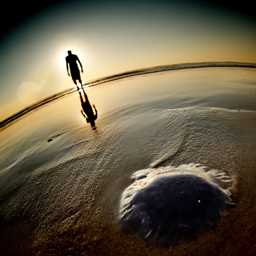 Some kinds of beasts von Thoum