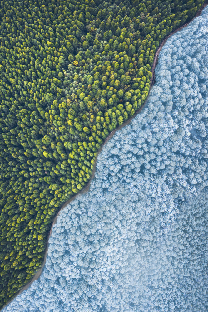 Double color forest von TIANQI