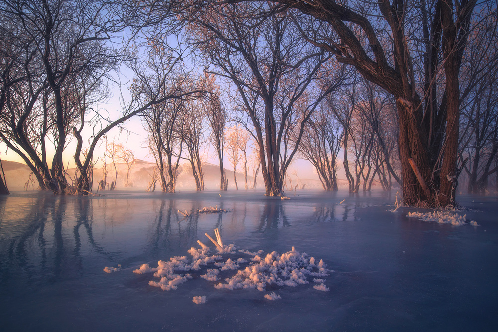 Ice and snow forest von TIANQI