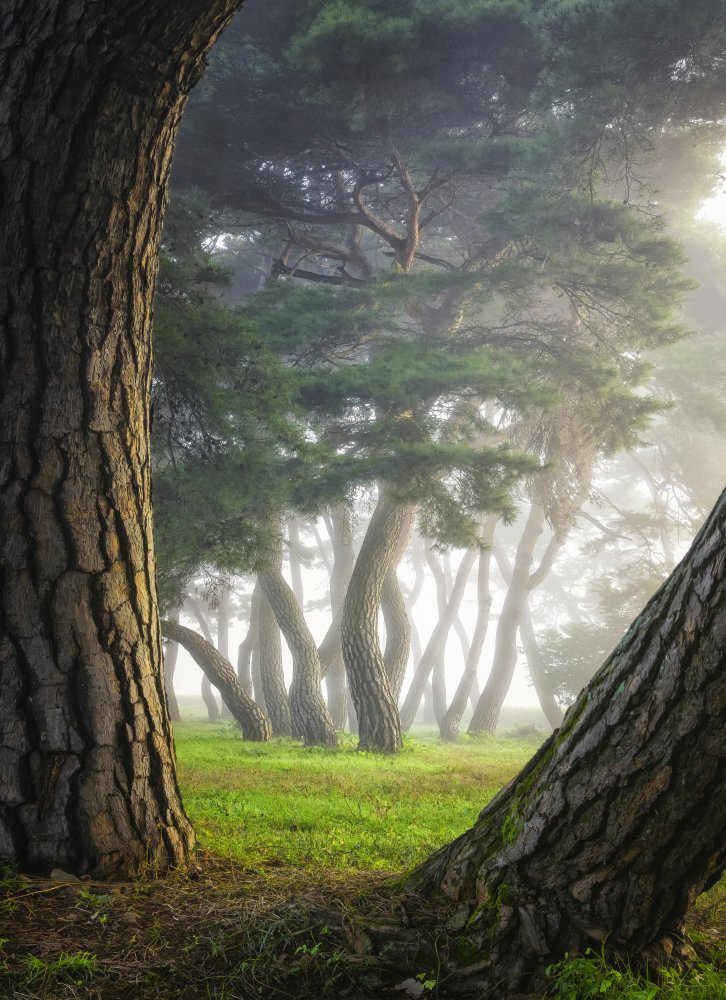 Pine tree von Tiger Seo