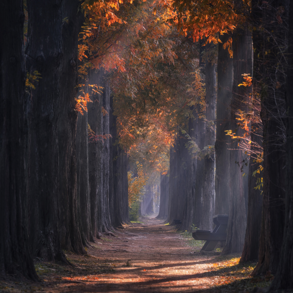 Sunshine road von Tiger Seo