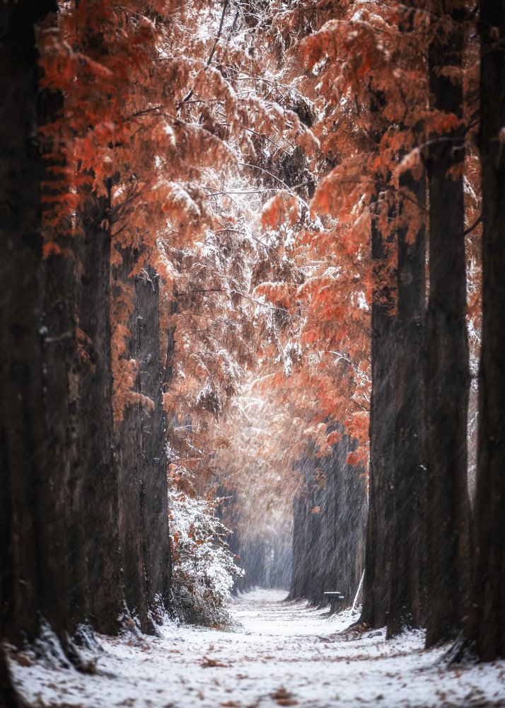 Snowy Day von Tiger Seo