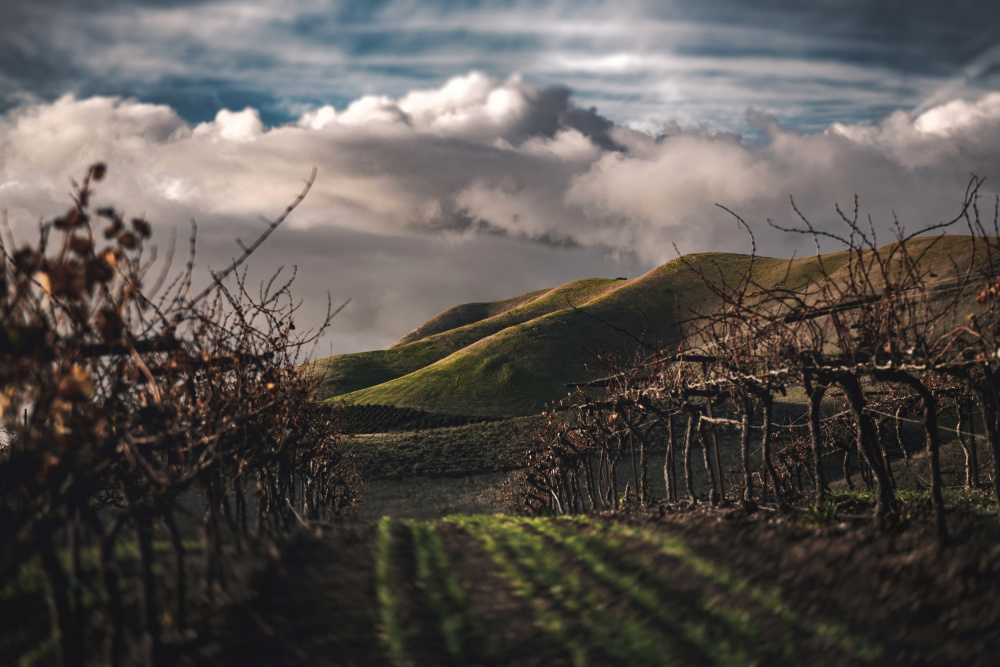 Dark Vineyards von Tim Mossholder
