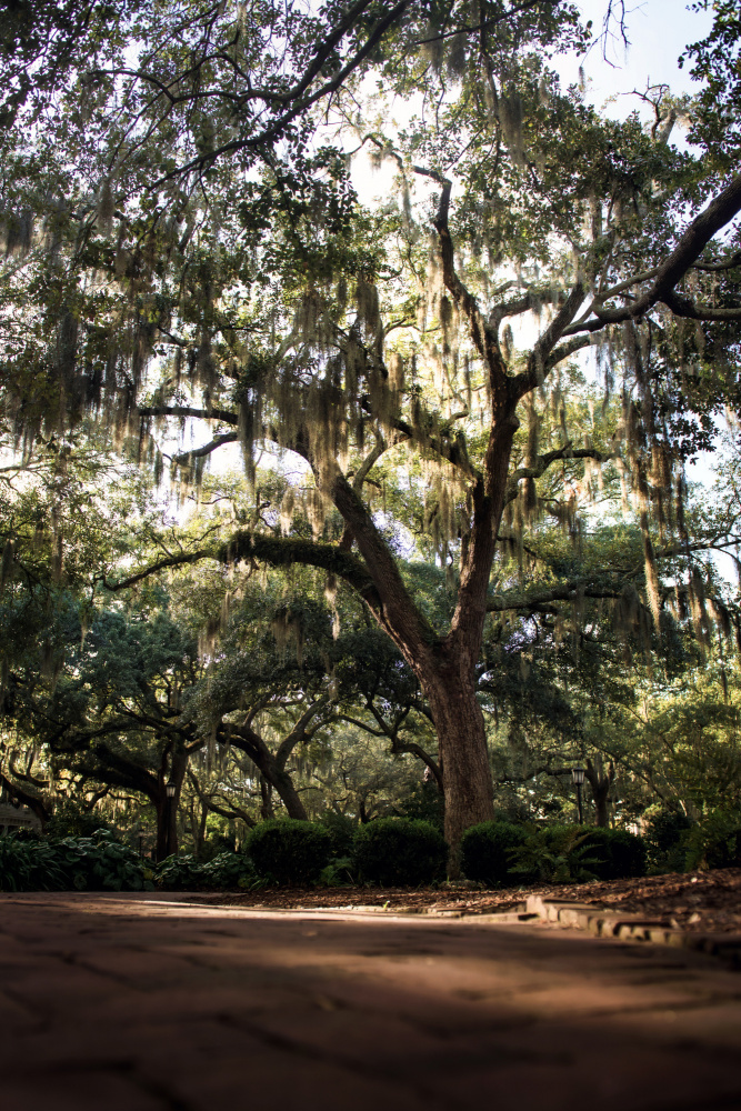 Oaks in Savannah von Tim Mossholder