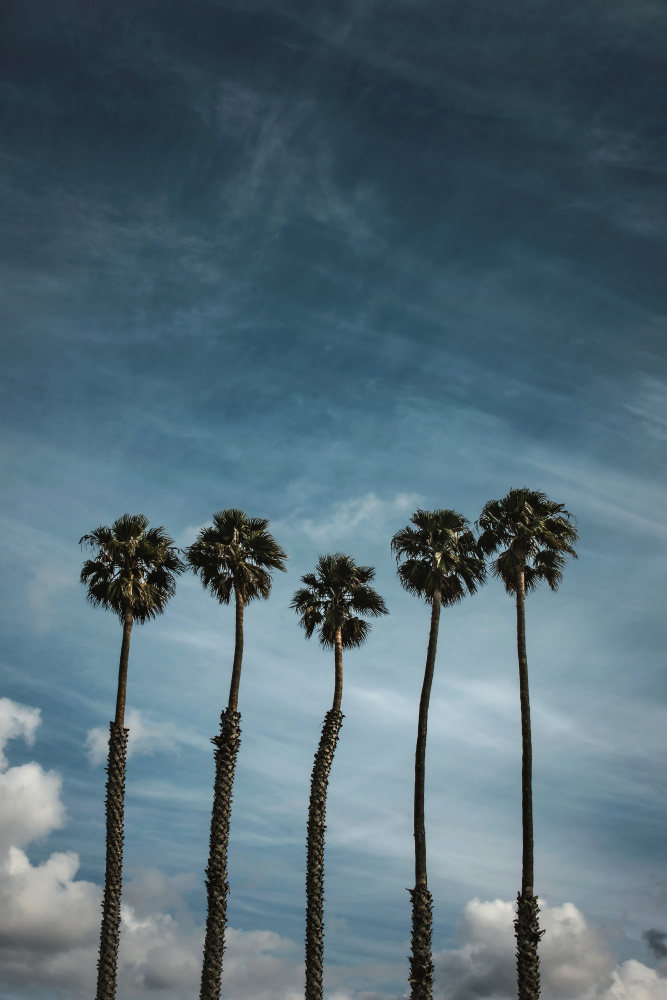 Five Palms von Tim Mossholder