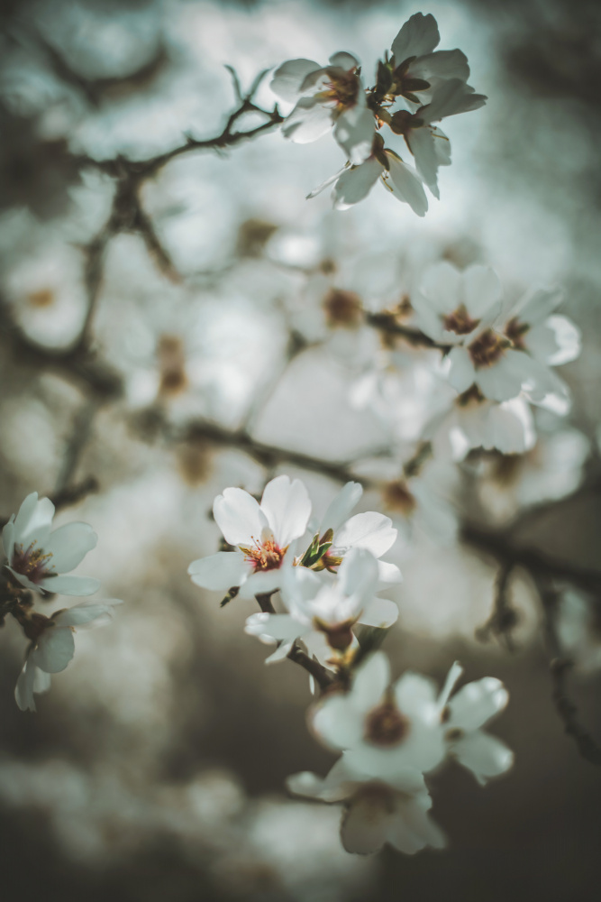 Almond Blossoms von Tim Mossholder