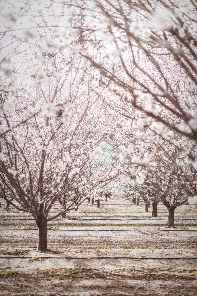 Almond Orchard von Tim Mossholder