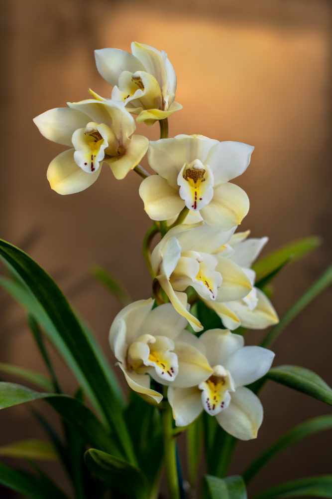 Orchids von Tim Mossholder